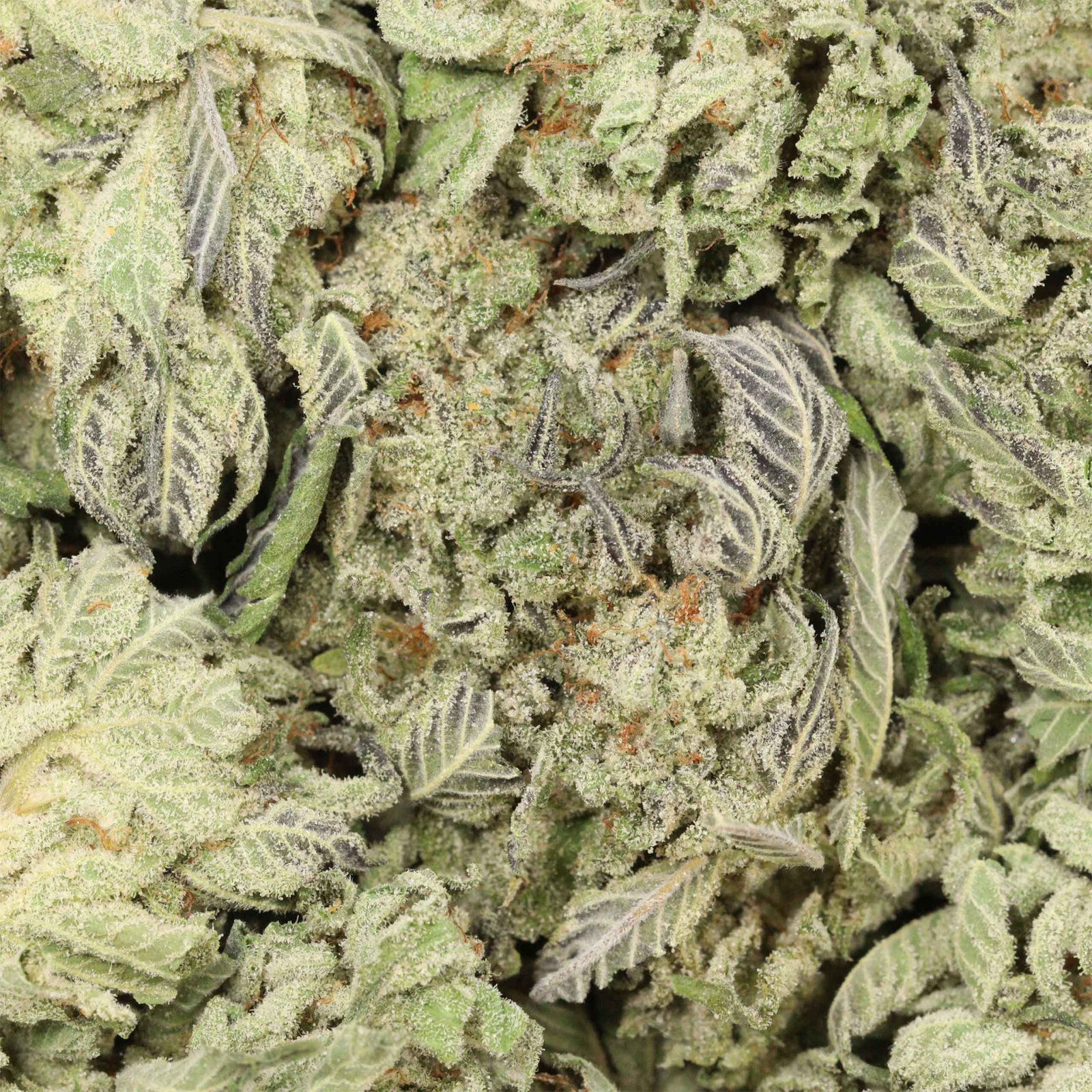 9 Pound Hammer Strain - Image 3