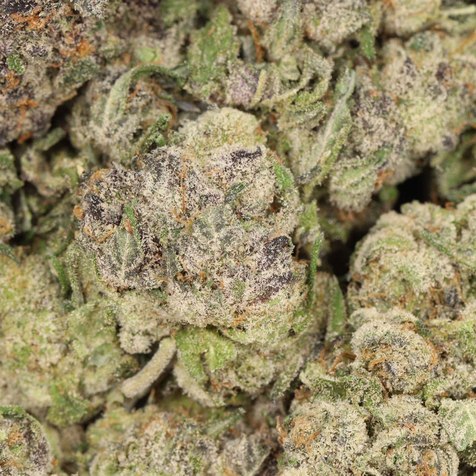 Ayahuasca Purple Strain - Image 3