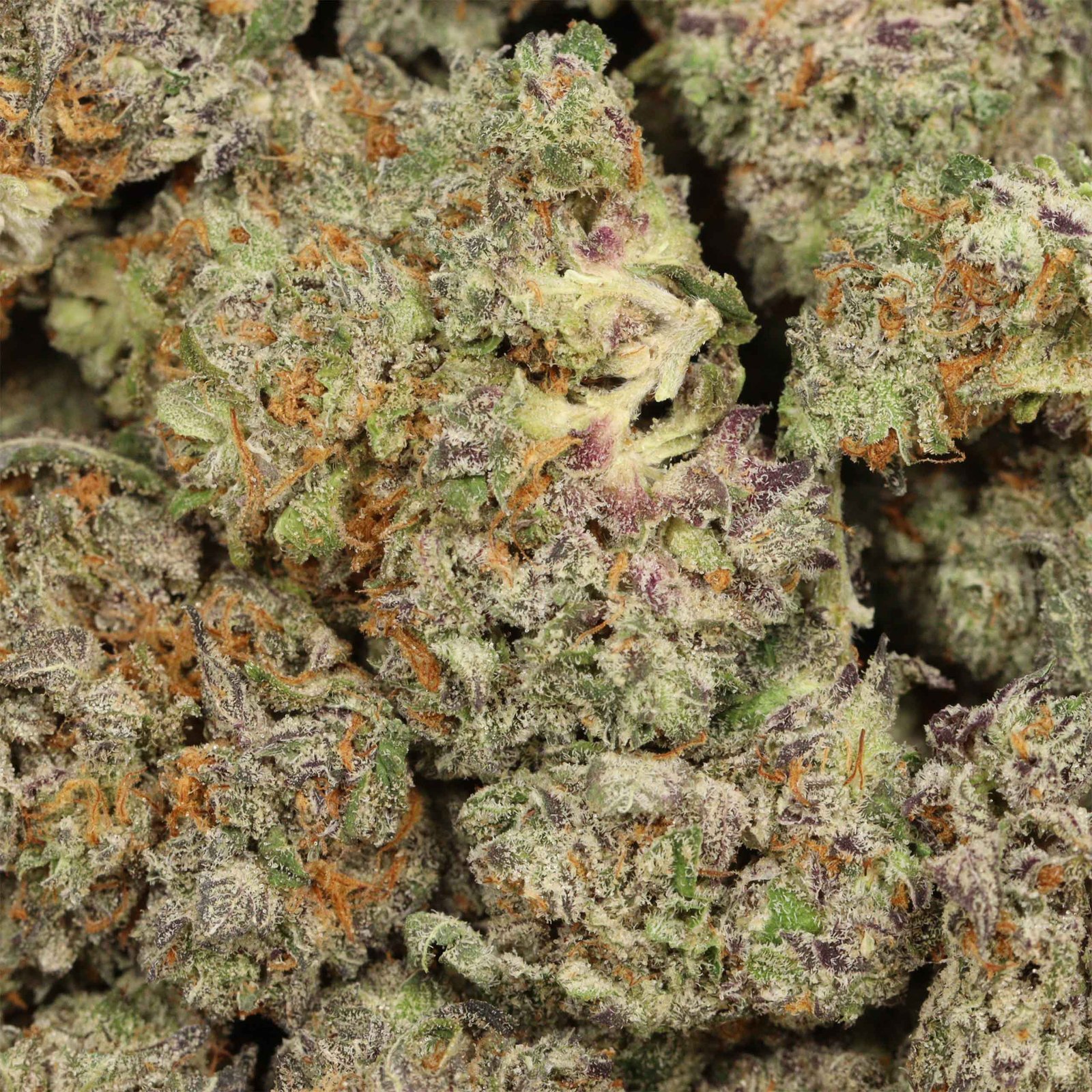 Blue Cheese Strain Bulk Buddy Weed Online Dispensary Canada - Image 3