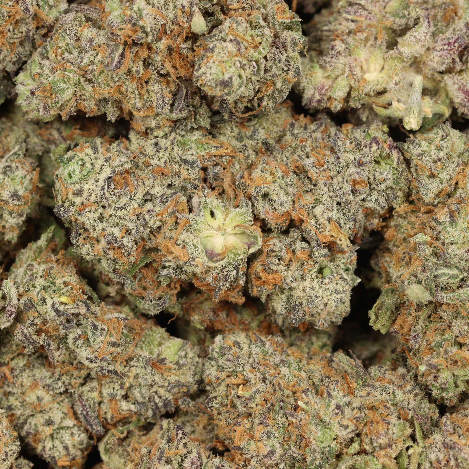 Dos Diablos Strain - Image 3