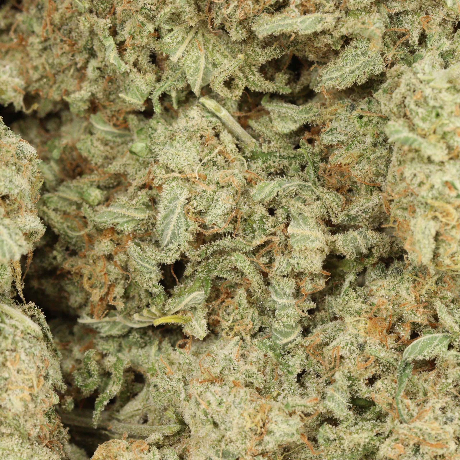 Girl Scout Cookies Strain Bulk Buddy Online Weed Dispensary - Image 3