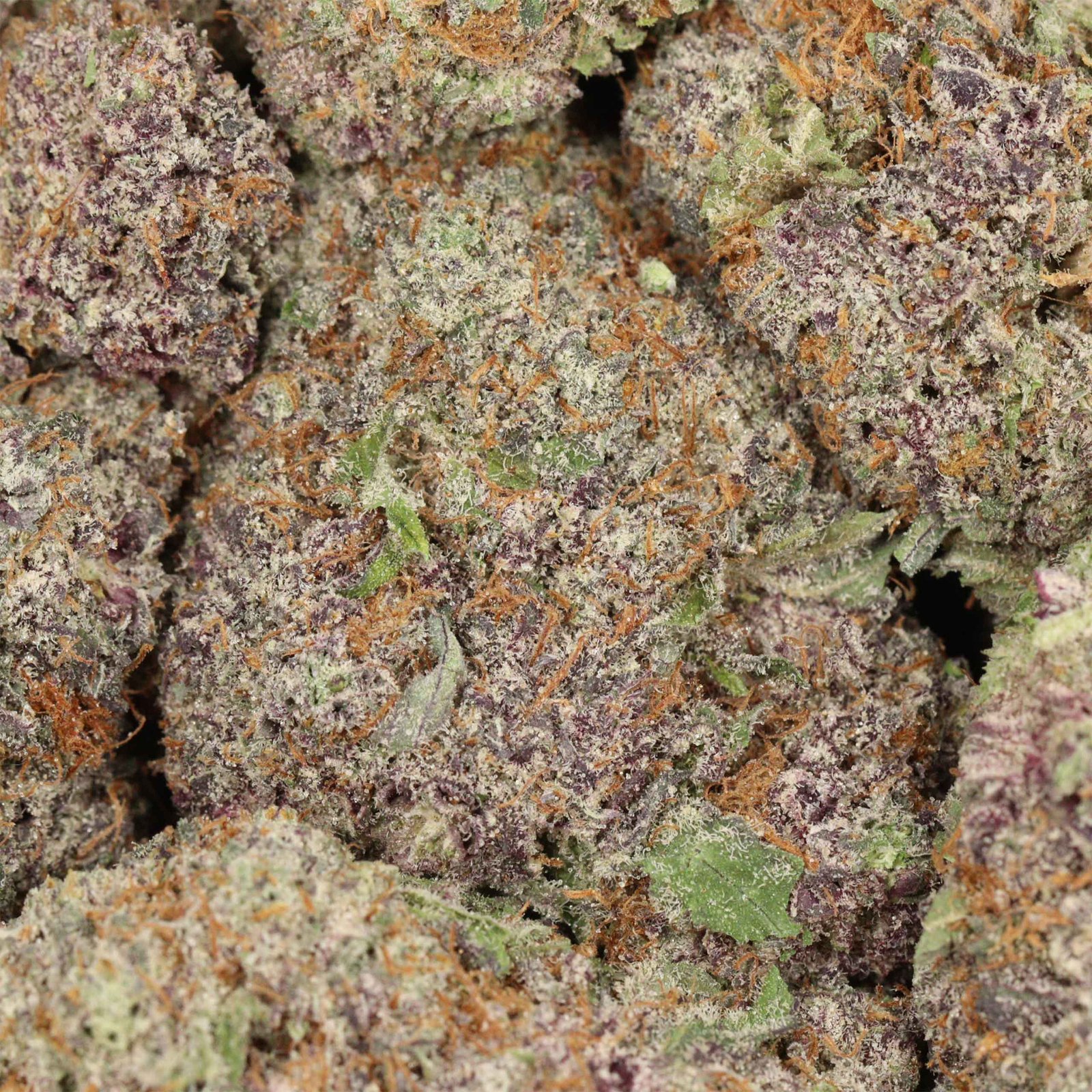 Buy God's Green Crack Strain - Image 3